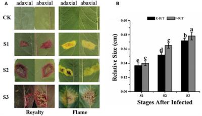 Flavonoid Accumulation Plays an Important Role in the Rust Resistance of Malus <mark class="highlighted">Plant Leaves</mark>